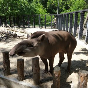 Миколаївський зоопарк відкрив свої двері для відвідувачів