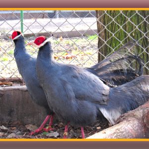 Приємне поповнення: у Миколаївському зоопарку з’явилися нові представники тваринного і пташиного світу