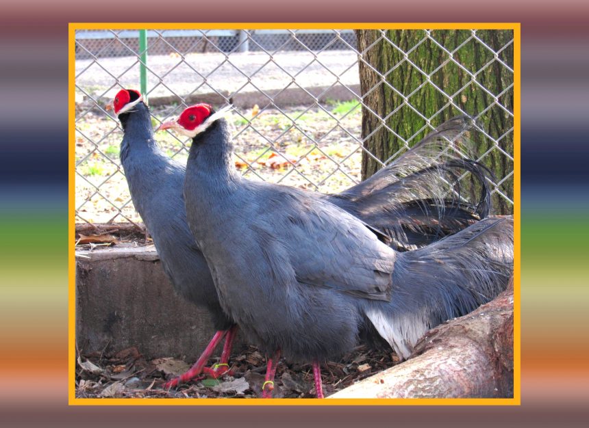 Приємне поповнення: у Миколаївському зоопарку з’явилися нові представники тваринного і пташиного світу